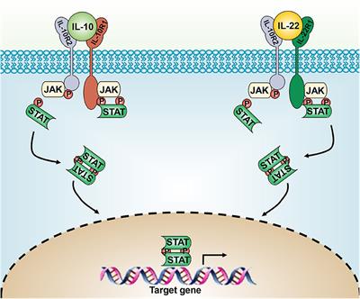IL-10 and IL-22 in Mucosal Immunity: Driving Protection and Pathology